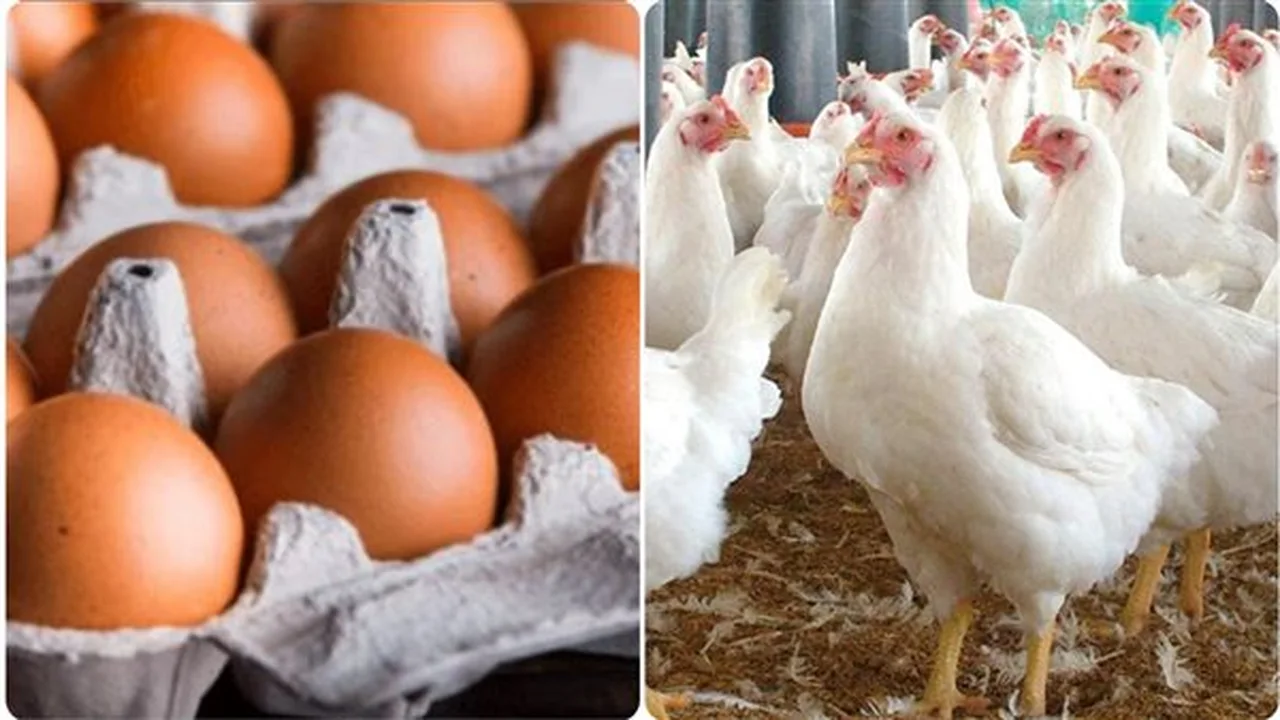 زيادة 30 جنيها.. اتحاد منتجي الدواجن يكشف أسباب قفزة الأسعار قبل رمضان وتأثيراتها بطريقة مفصلة